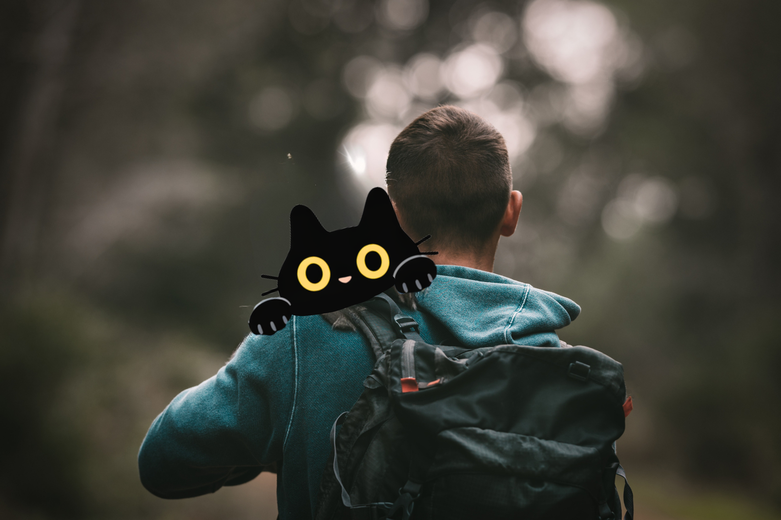 Peut-on promener son chat ? Tout ce qu’il faut savoir avant de commencer