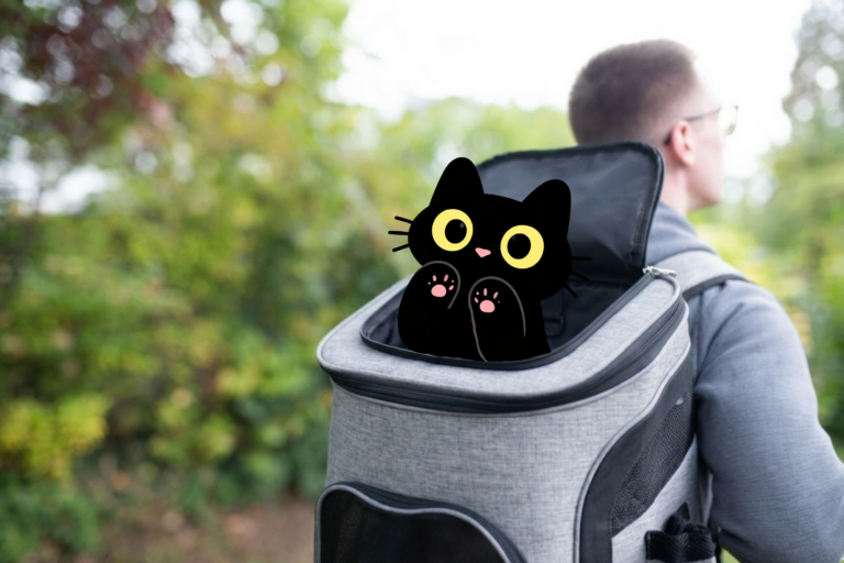 Chat installé dans un sac de transport