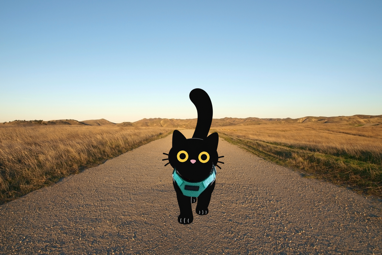 Chat noir illustré avec un harnais turquoise bien ajusté, qui marche sur un chemin de campagne au coucher du soleil