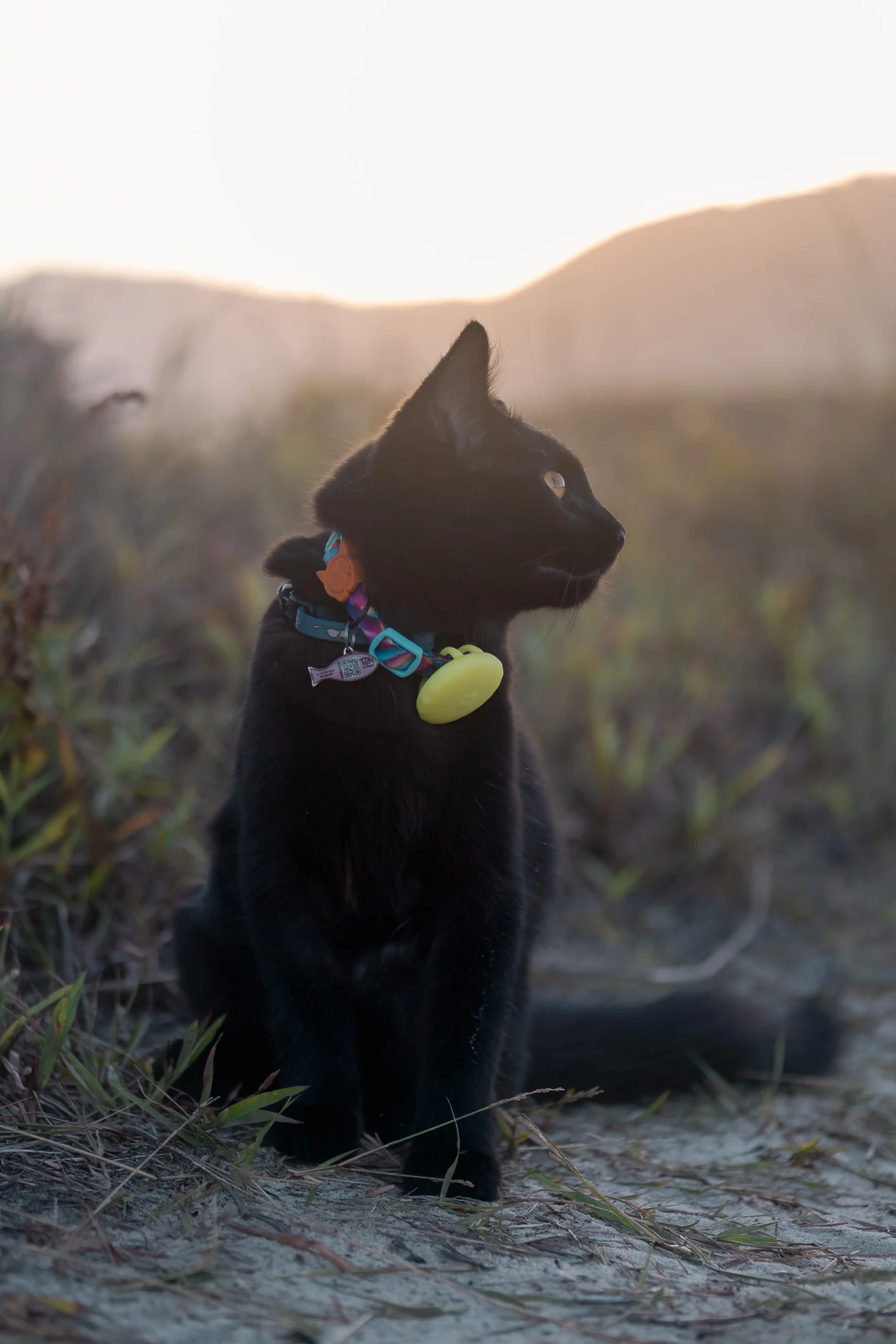 Poppy, chatte noire en harnais, assise dans les herbes au coucher du soleil
