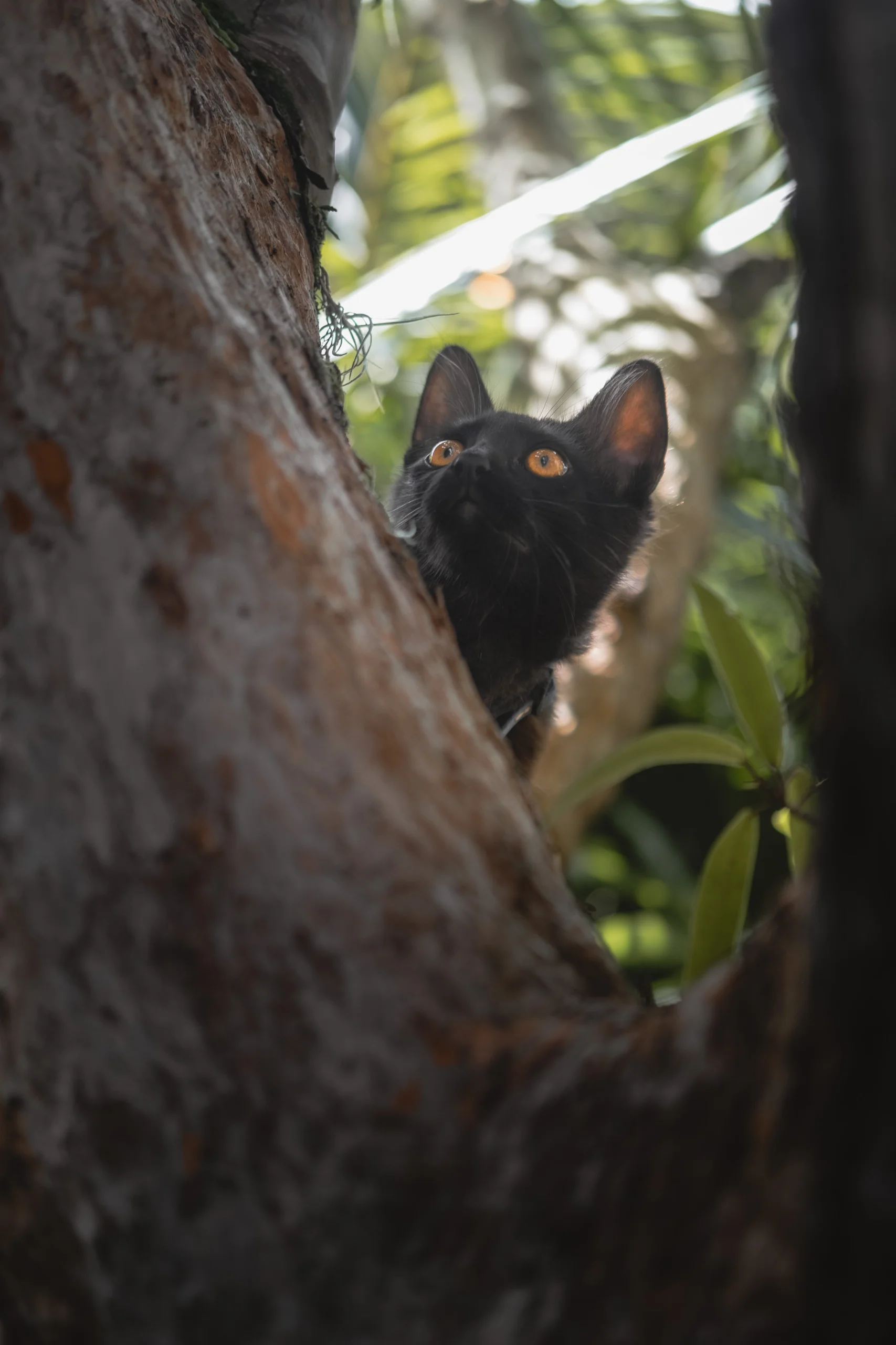 Poppy chaton, cachée dans le tronc d’un arbre
