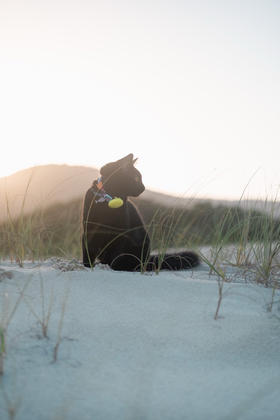 Poppy, chat noir en harnais, assise dans le sable des dunes