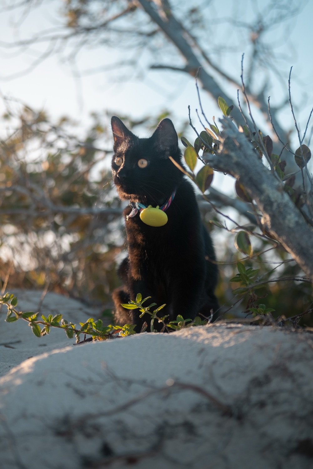 Poppy assise sur le sable sous un arbre, avec son harnais et sa médaille jaune