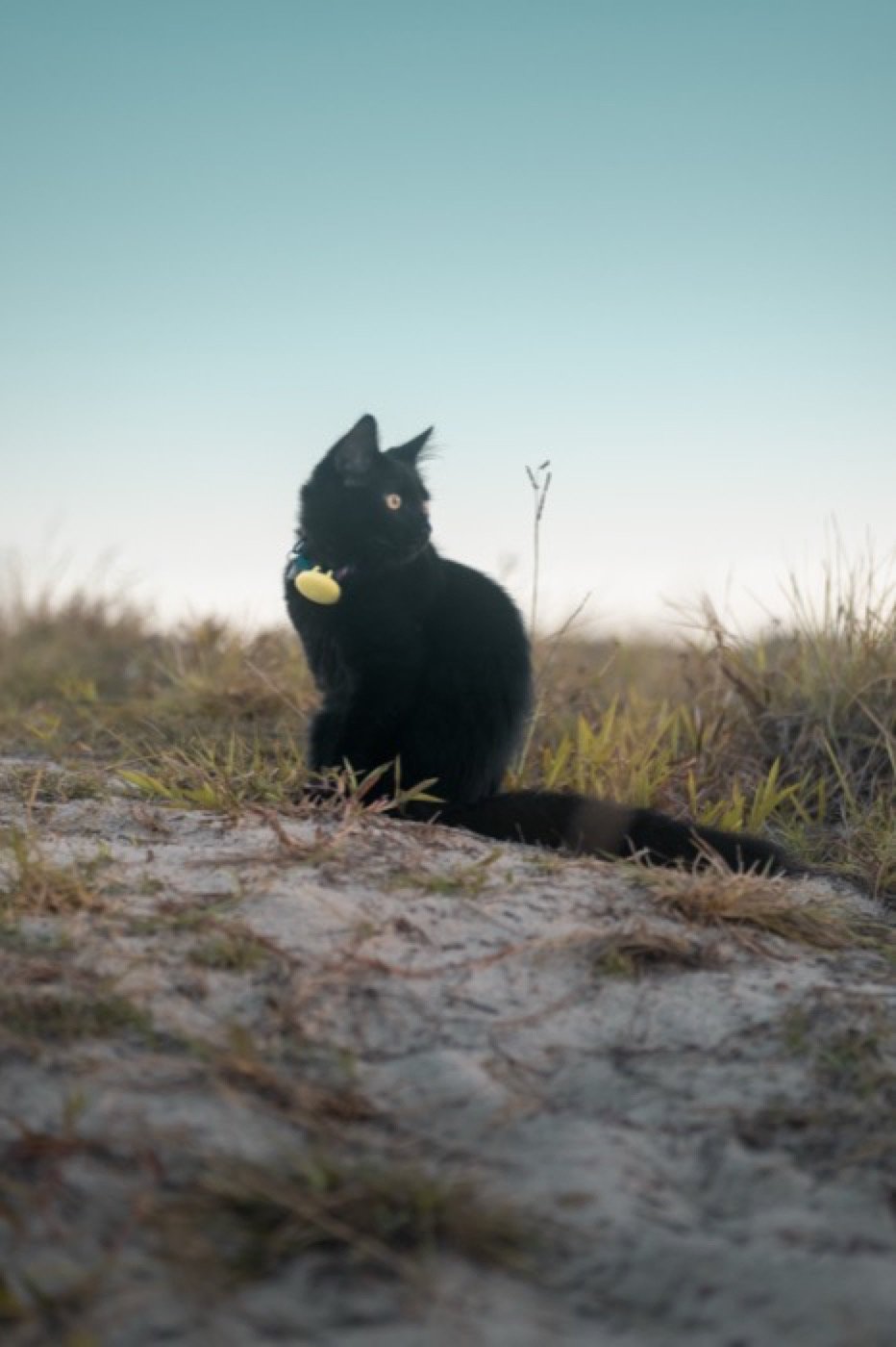 Poppy assise dans les dunes, harnais sur le dos