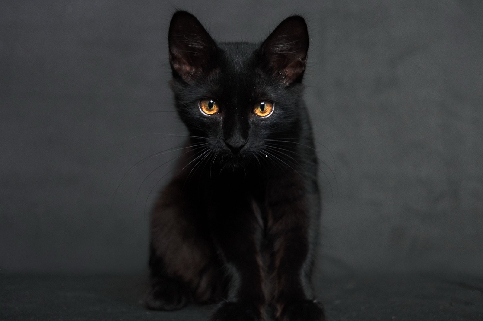 Poppy chaton, petite chatte noire aux yeux dorés, face à l’objectif